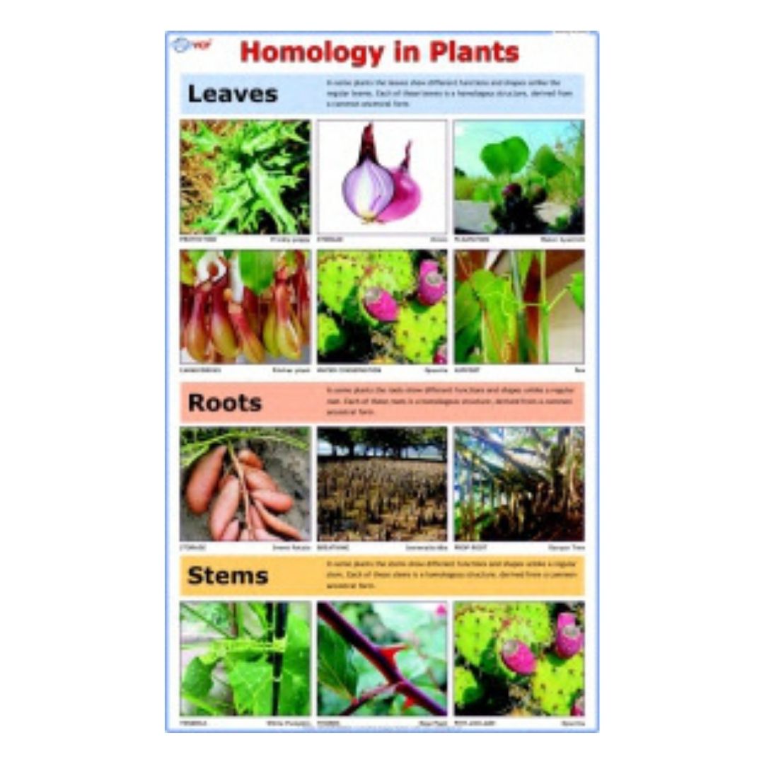 Homology in Plants Educational Chart – Laminated Paper (70 x 100 cm)