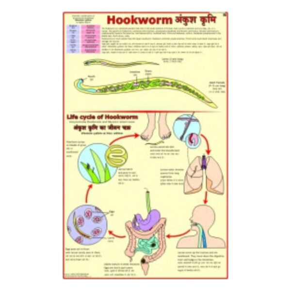 Hookworm - Science Educational Chart – Laminated Paper