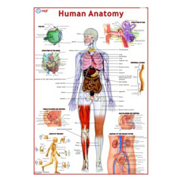 Human Anatomy - Science Educational Chart – Laminated Paper