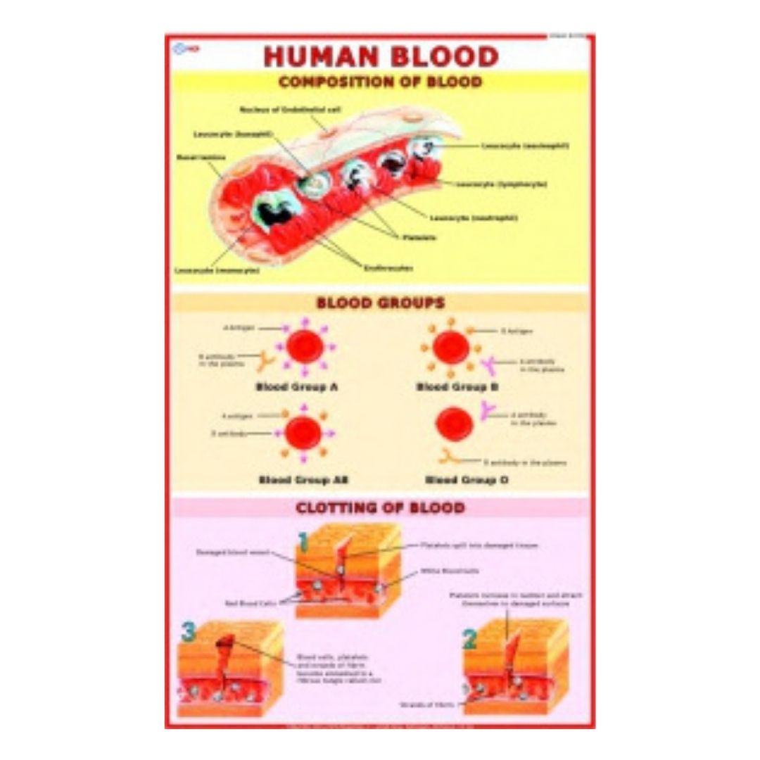 Human Blood Educational Chart – Laminated Paper (70 x 100 cm)