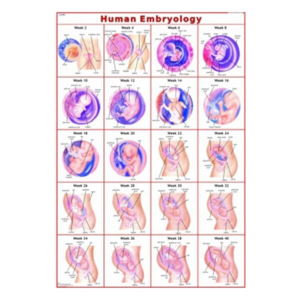 Human Embryology - Science Educational Chart – Laminated Paper