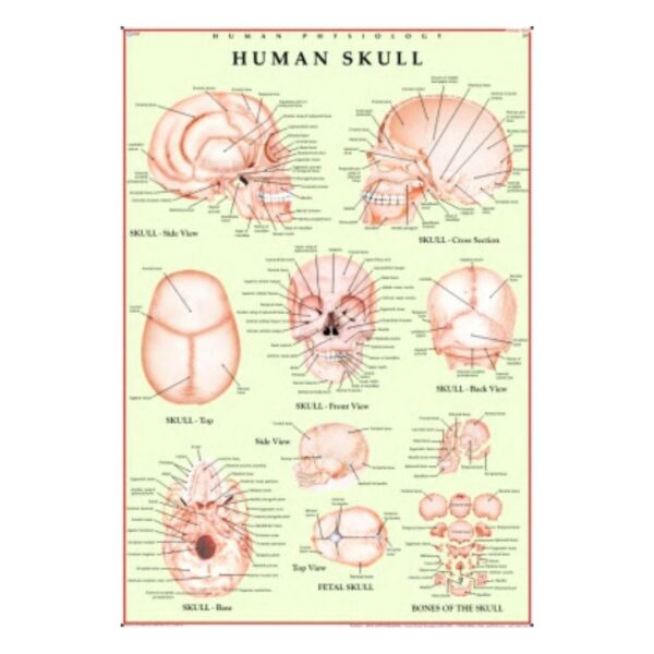 Human Skull - Science Educational Chart – Laminated Paper