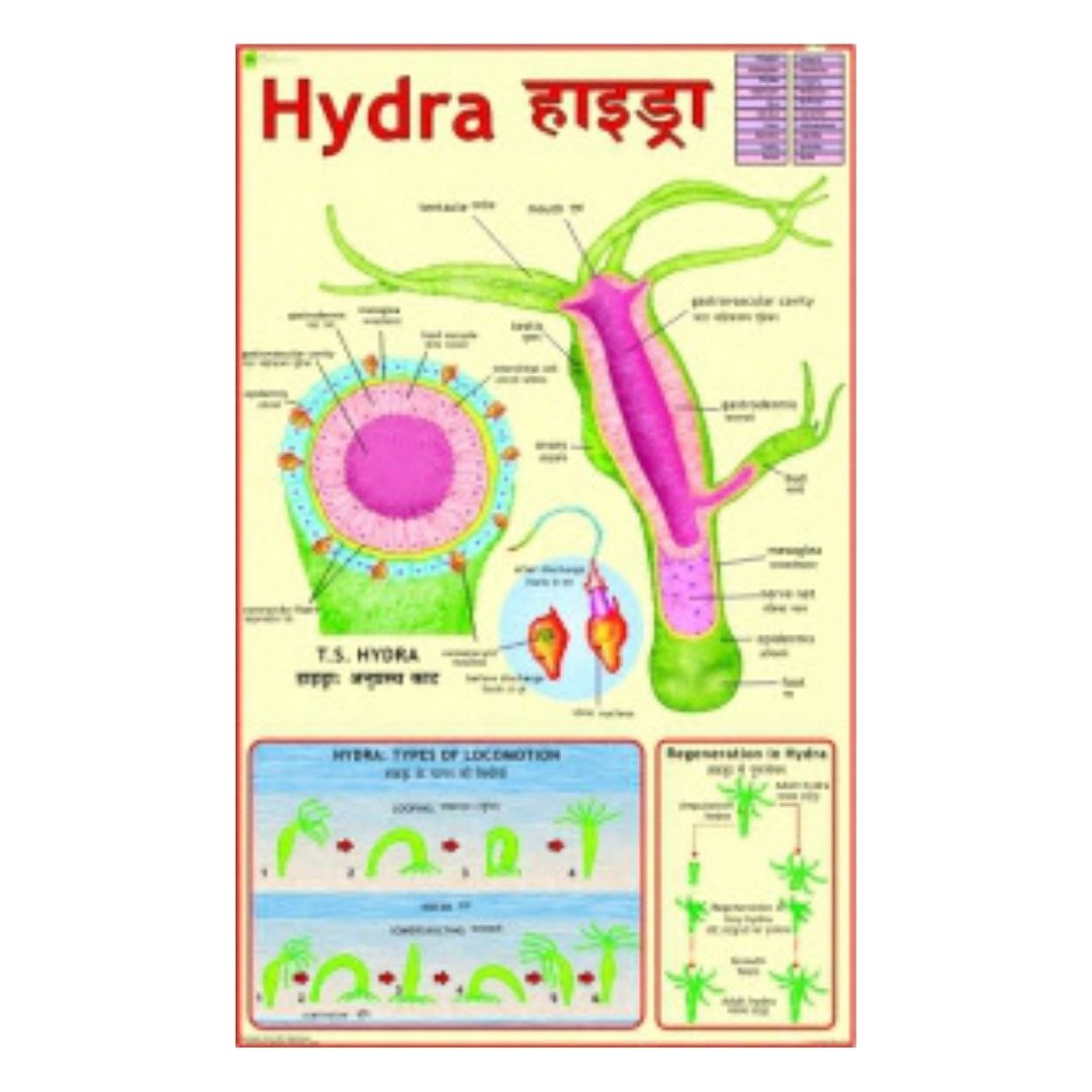 Hydra Educational Chart – Laminated Paper (70 x 100 cm)