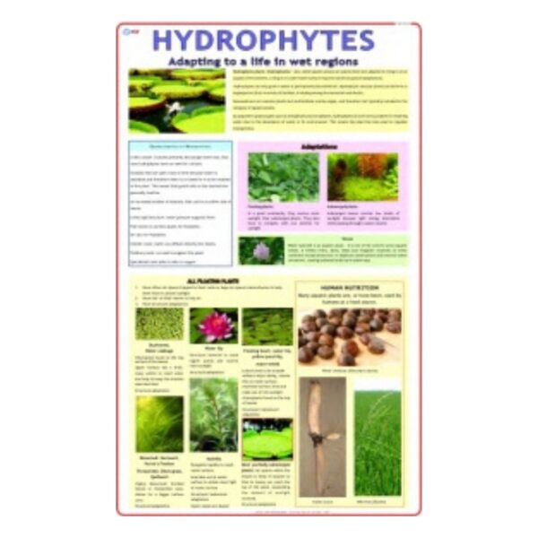 Hydrophytes - Science Educational Chart – Laminated Paper