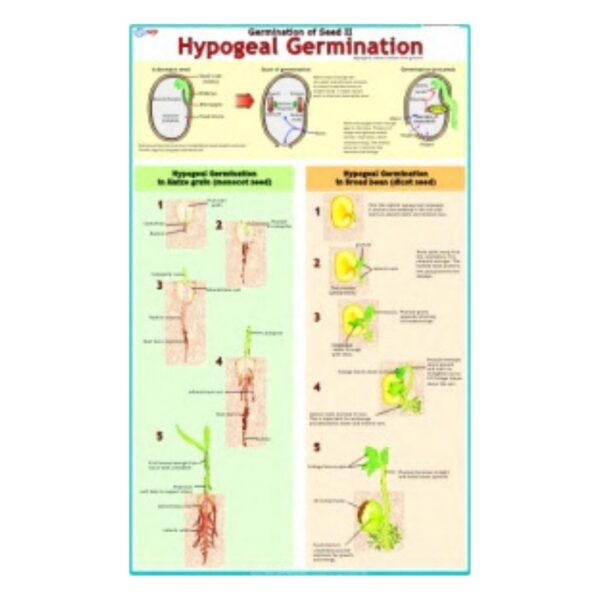 Hypogeal Germination - Science Educational Chart – Laminated Paper