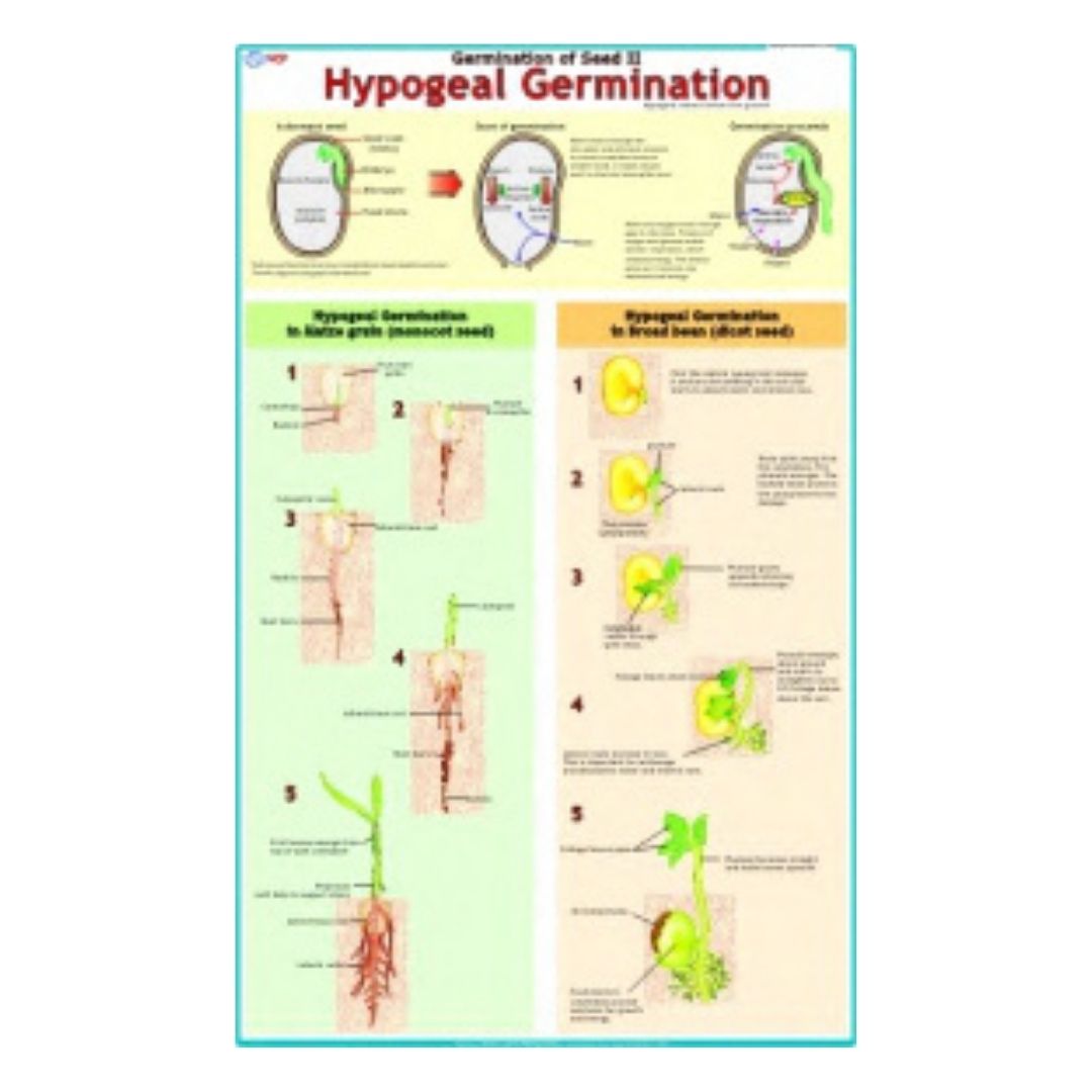 Hypogeal Germination Educational Chart – Laminated Paper (70 x 100 cm)