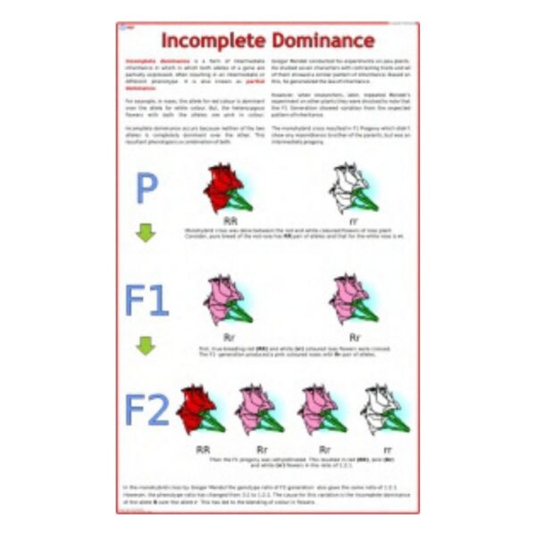 Incomplete Dominance - Science Educational Chart – Laminated Paper