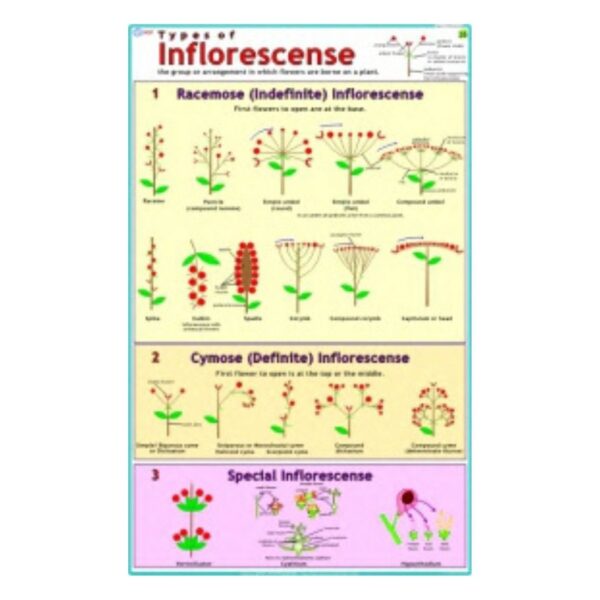Inflorescence - Science Educational Chart – Laminated Paper