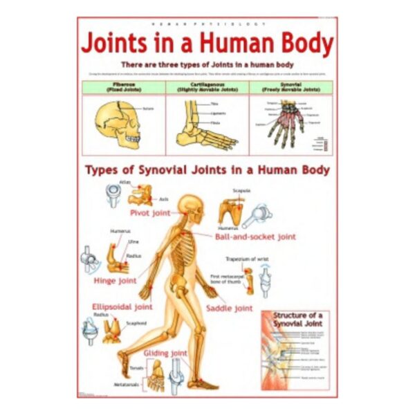 Joints in a Human Body - Science Educational Chart – Laminated Paper
