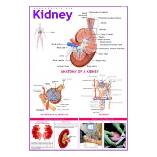 Kidney - Science Educational Chart – Laminated Paper