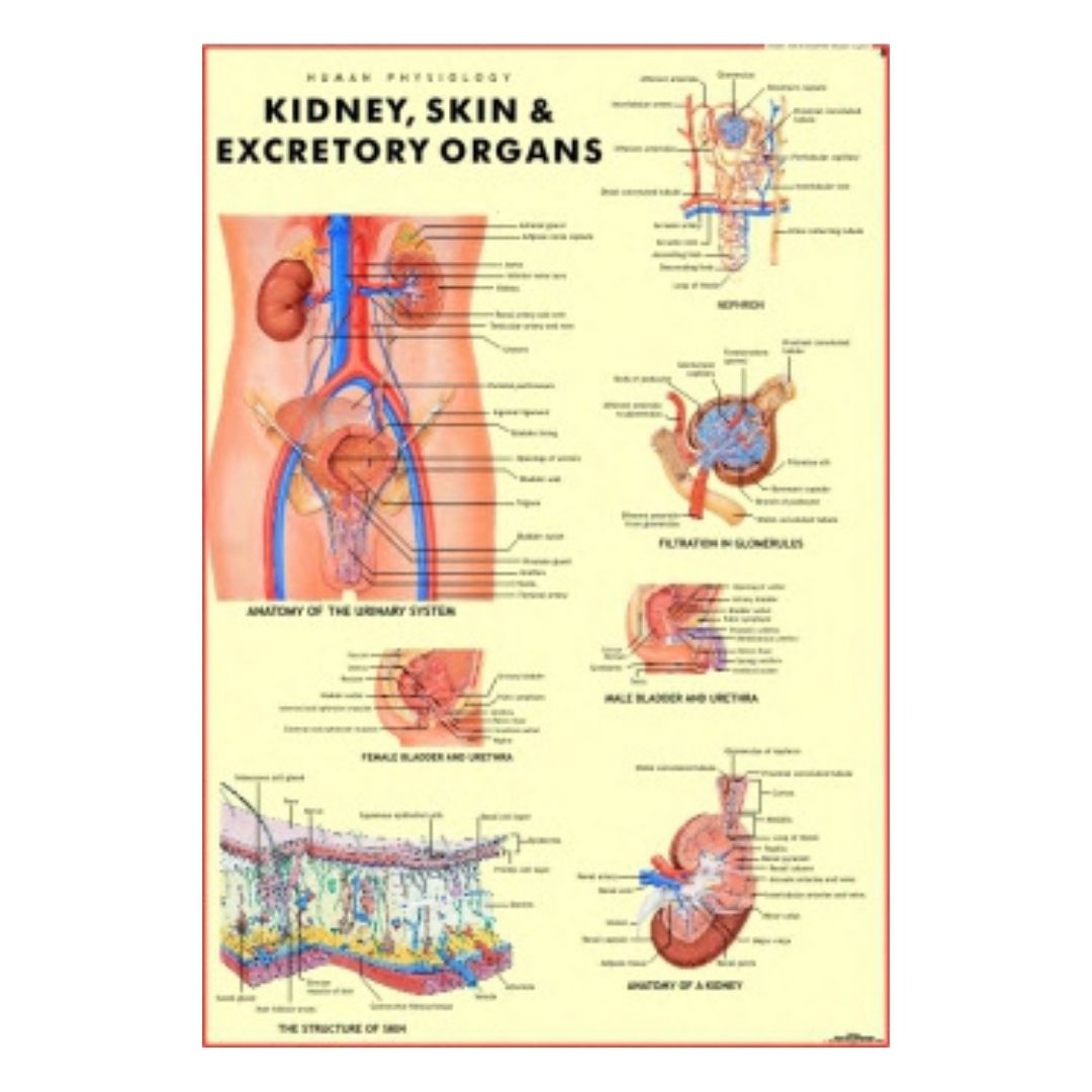 Kidney, Skin & Excretory Organs Educational Chart – Laminated Paper (70 x 100 cm)