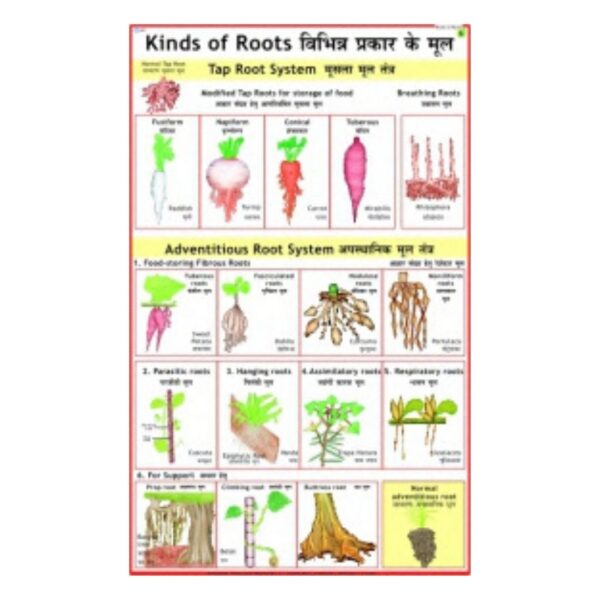 Kinds of Roots - Science Educational Chart – Laminated Paper