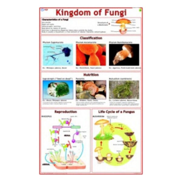 Kingdom of Fungi - Science Educational Chart – Laminated Paper