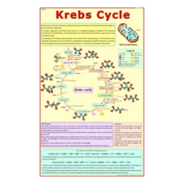 Krebs Cycle - Science Educational Chart – Laminated Paper