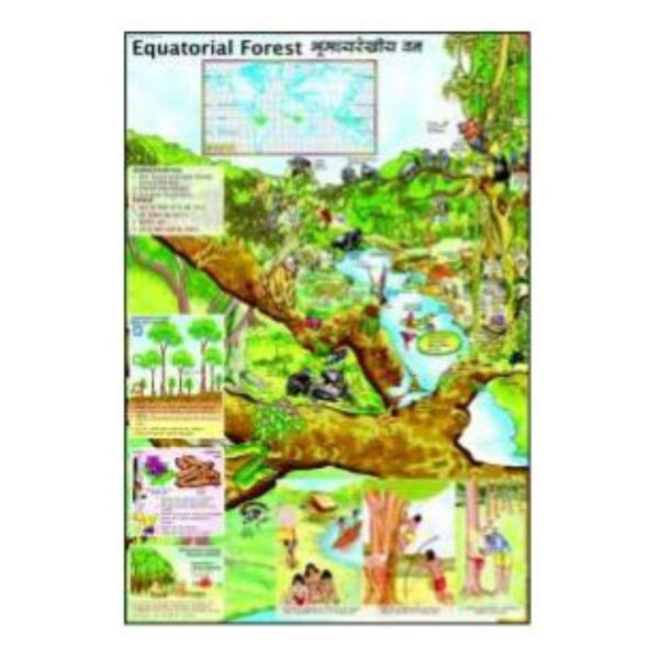 Laminated Equatorial Forest Chart & Rainforest Ecosystem Poster for Classroom Learning