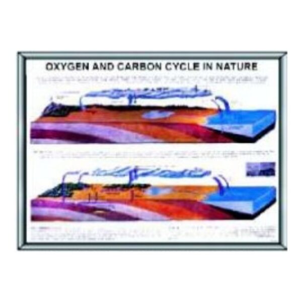 Laminated Oxygen and Carbon Cycle Poster & Biology Science Chart for Classroom Study