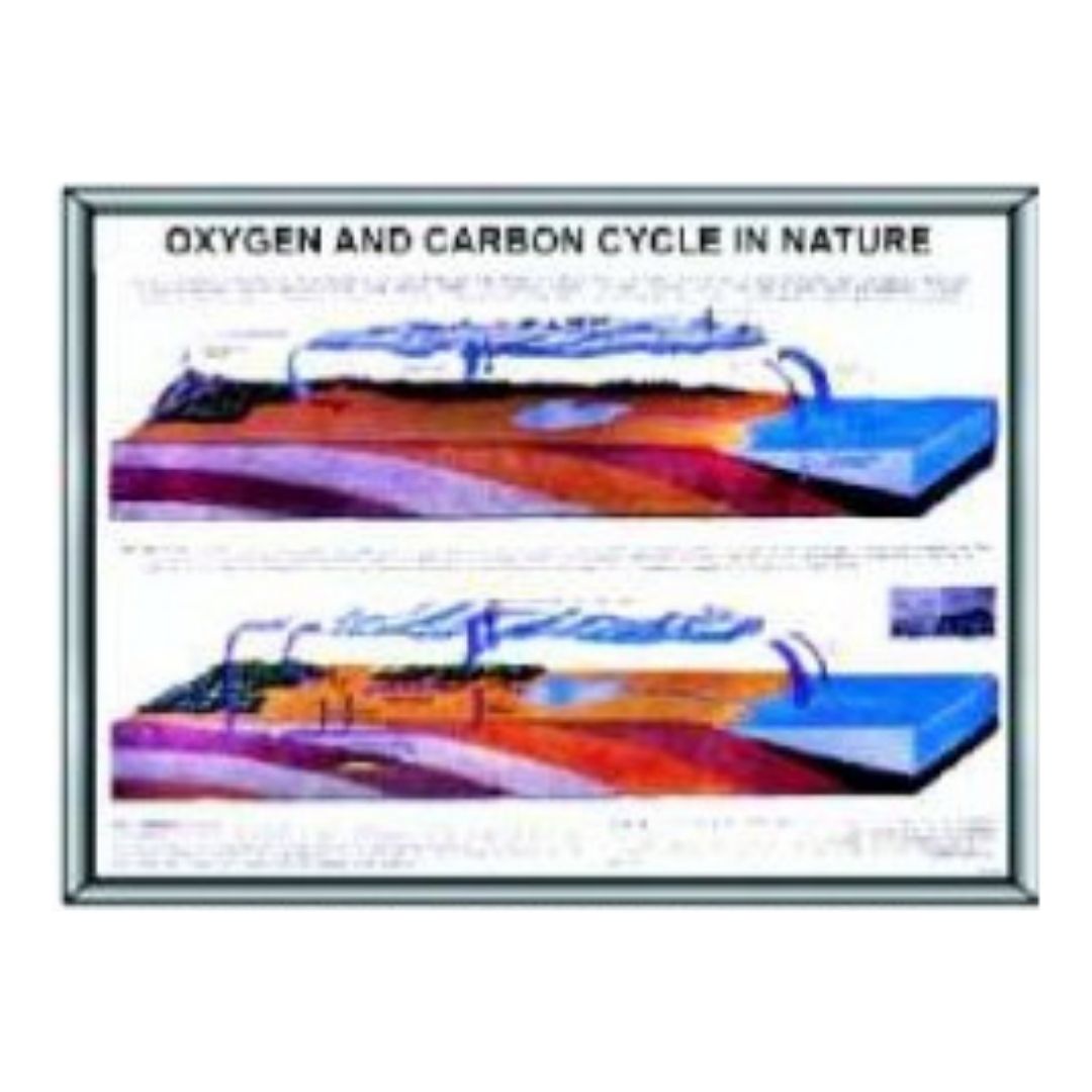 Laminated Oxygen and Carbon Cycle Poster & Biology Science Chart for Classroom Study