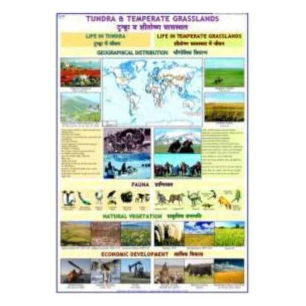 Laminated Tundra & Temperate Grasslands Biomes Educational Chart & Ecosystem Poster for Science & Geography Classroom
