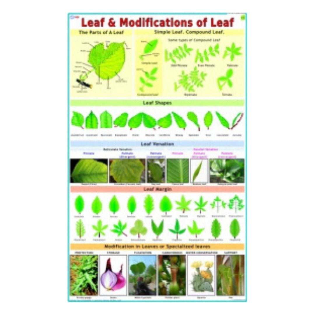 Leaf & Modifications of Leaf Educational Chart – Laminated Paper (70 x 100 cm)