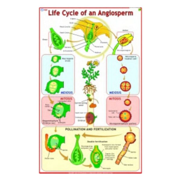 Life Cycle of Angiosperm - Science Educational Chart – Laminated Paper
