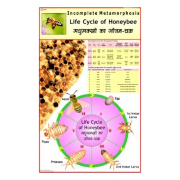 Life Cycle of Honeybee - Science Educational Chart – Laminated Paper