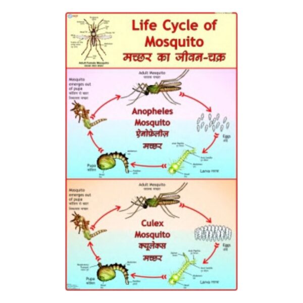 Life Cycle of Mosquito - Science Educational Chart – Laminated Paper