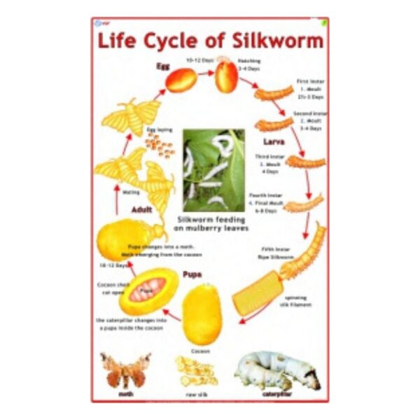 Life Cycle of Silkworm - Science Educational Chart – Laminated Paper