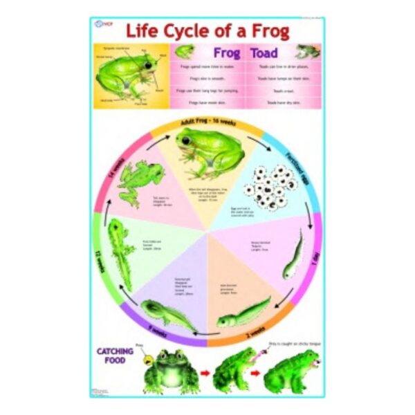 Life Cycle of a Frog - Science Educational Chart – Laminated Paper