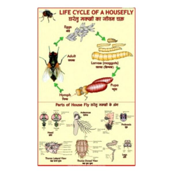 Life Cycle of a Housefly - Science Educational Chart – Laminated Paper