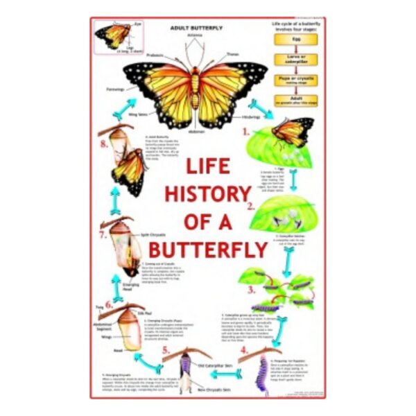 Life History of a Butterfly - Science Educational Chart – Laminated Paper