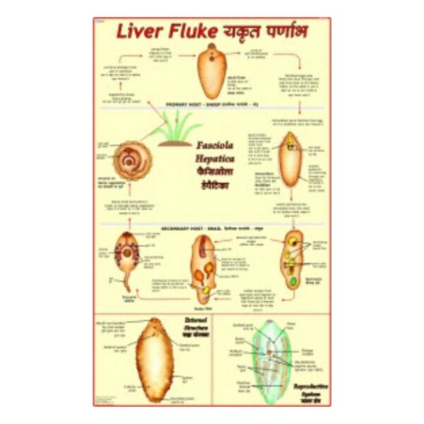 Liver Fluke - Science Educational Chart – Laminated Paper