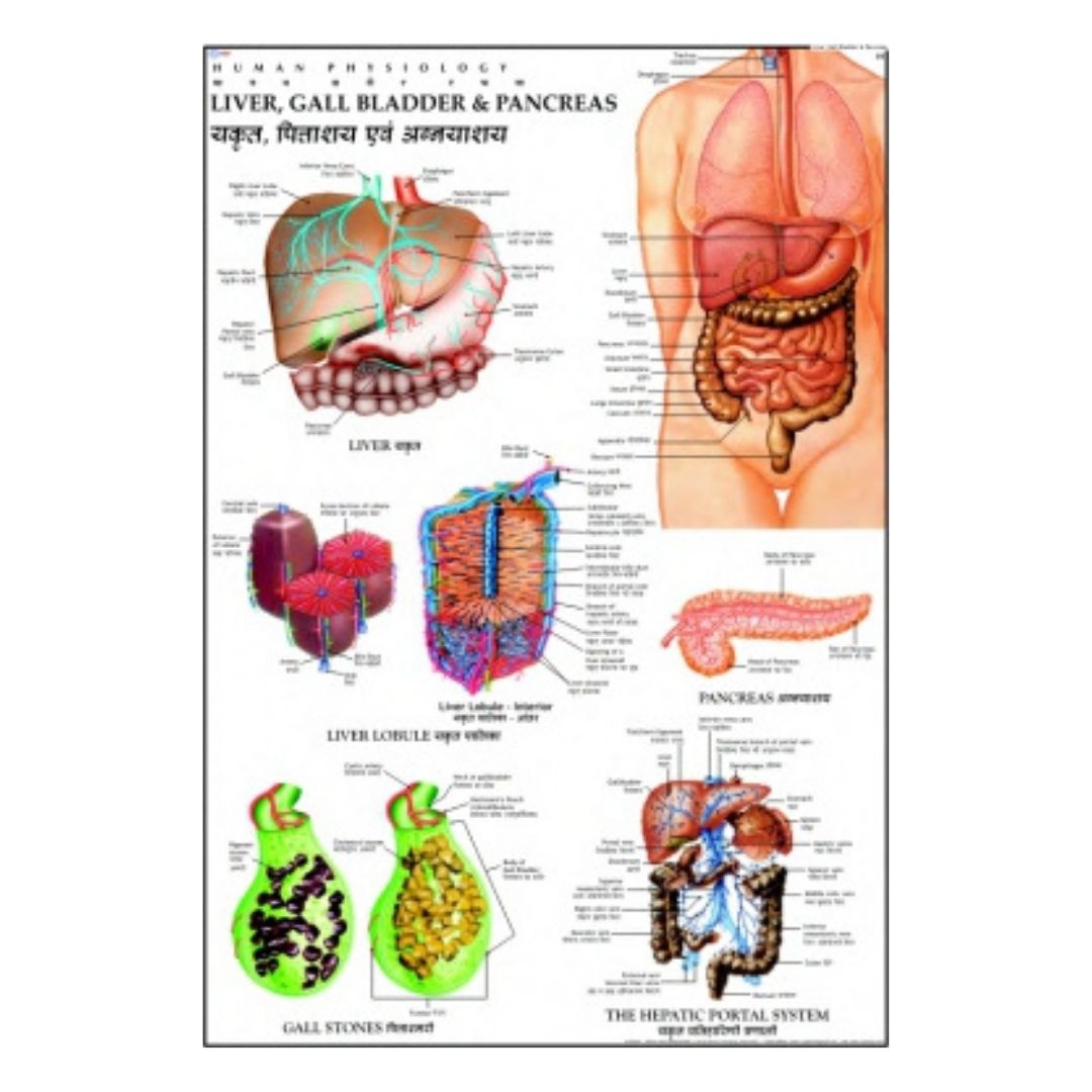 Liver, Gall Bladder & Pancreas Educational Chart – Laminated Paper (70 x 100 cm)