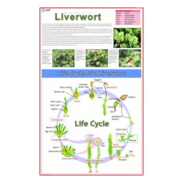 Liverwort - Science Educational Chart – Laminated Paper