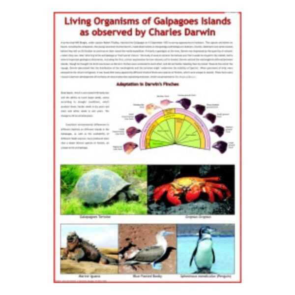 Living Organisms of Galapagos Islands - Science Educational Chart – Laminated Paper