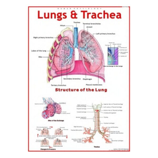 Lungs & Trachea - Science Educational Chart – Laminated Paper