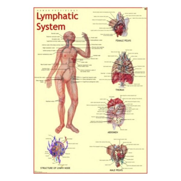 Lymphatic System - Science Educational Chart – Laminated Paper