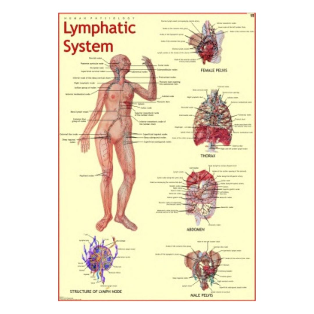 Lymphatic System Educational Chart – Laminated Paper (70 x 100 cm)