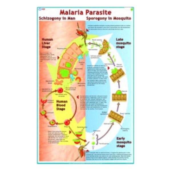 Malaria Parasite - Science Educational Chart – Laminated Paper