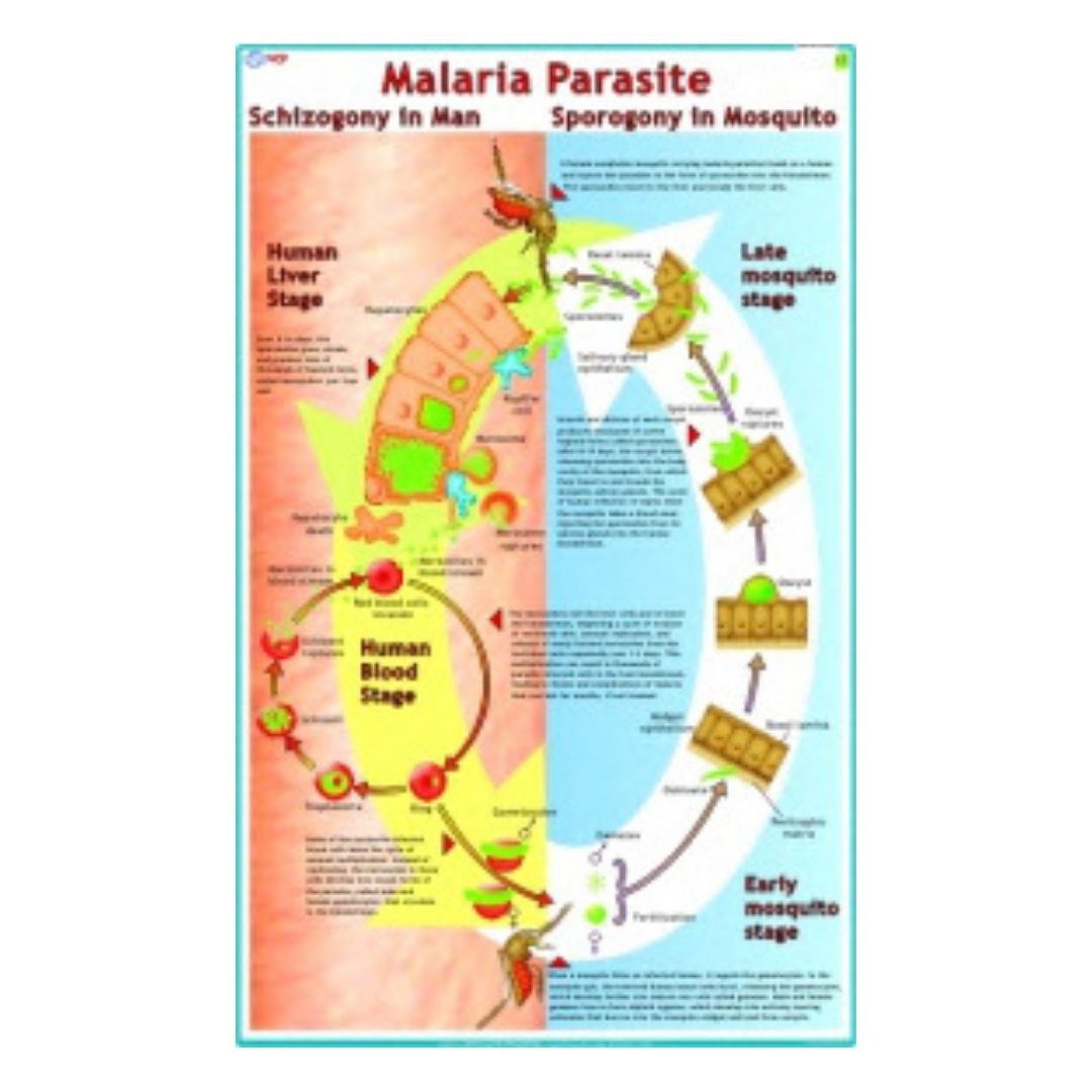 Malaria Parasite Educational Chart – Laminated Paper (70 x 100 cm)
