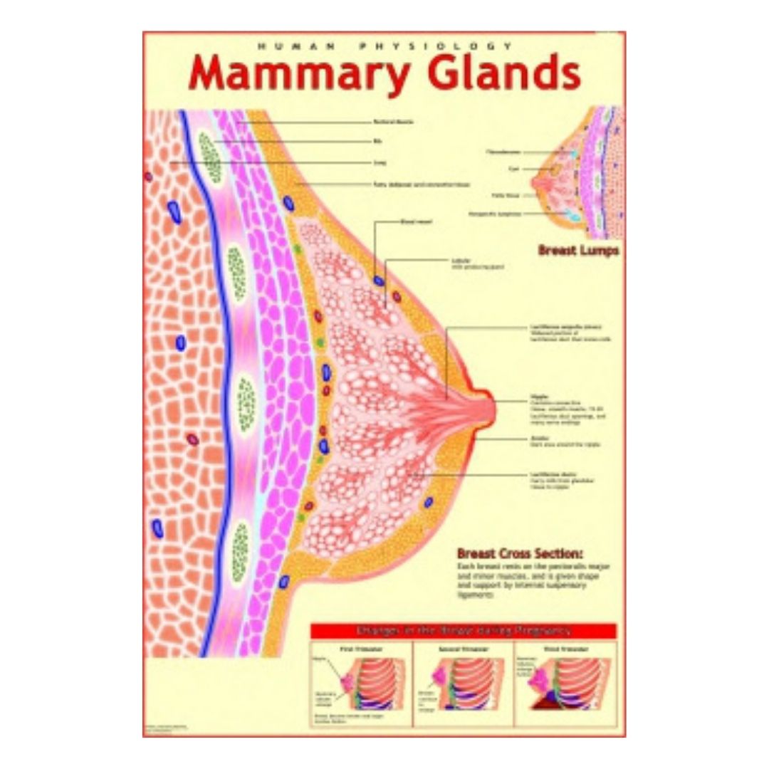 Mammary Glands Educational Chart – Laminated Paper (70 x 100 cm)
