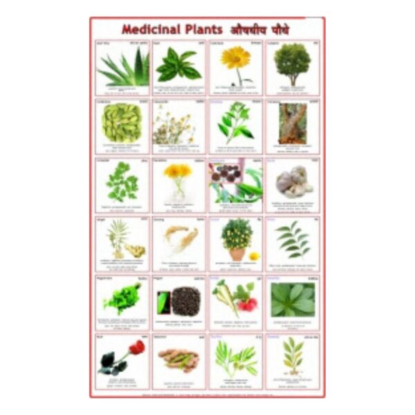 Medicinal Plants - Science Educational Chart – Laminated Paper