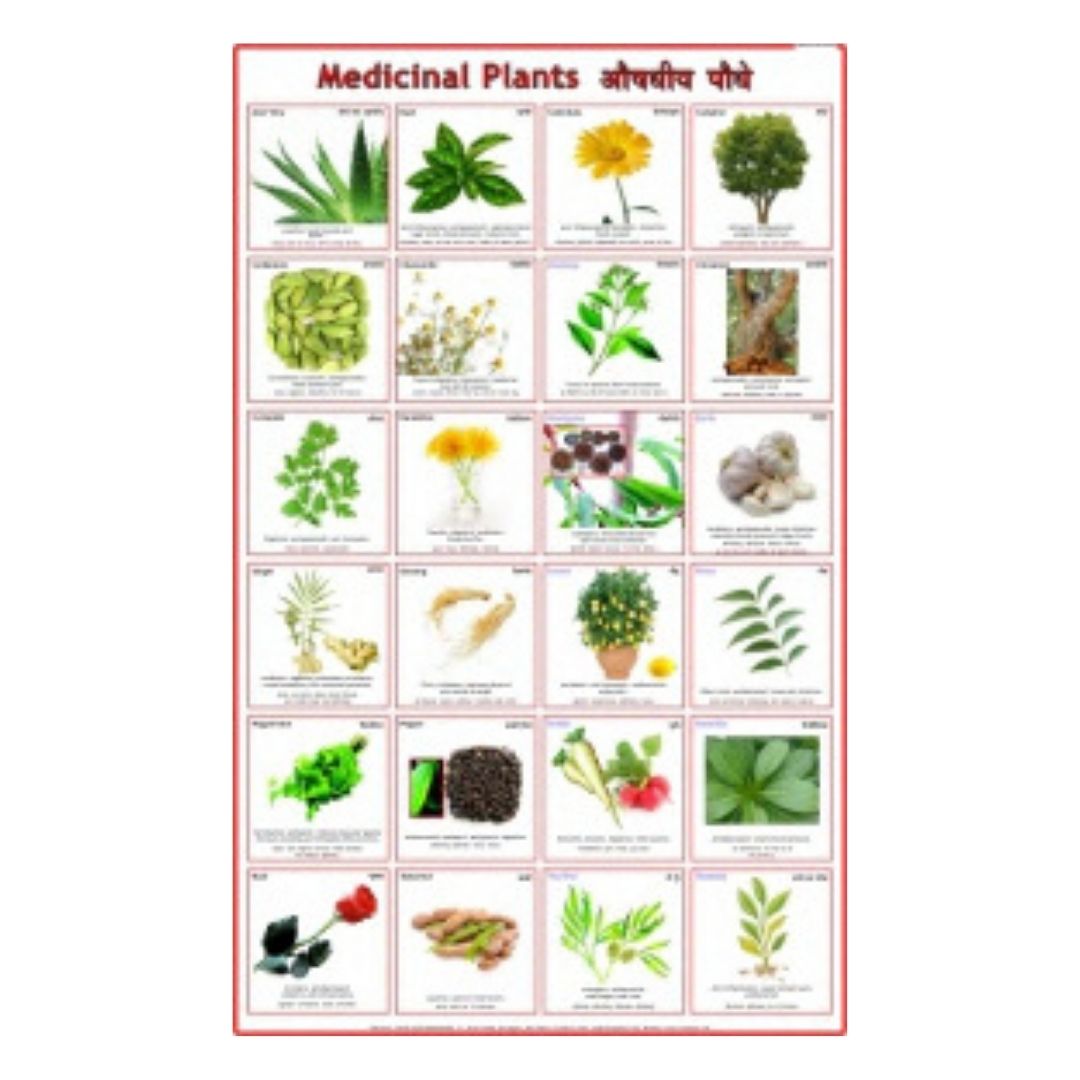 Medicinal Plants Educational Chart – Laminated Paper (70 x 100 cm)
