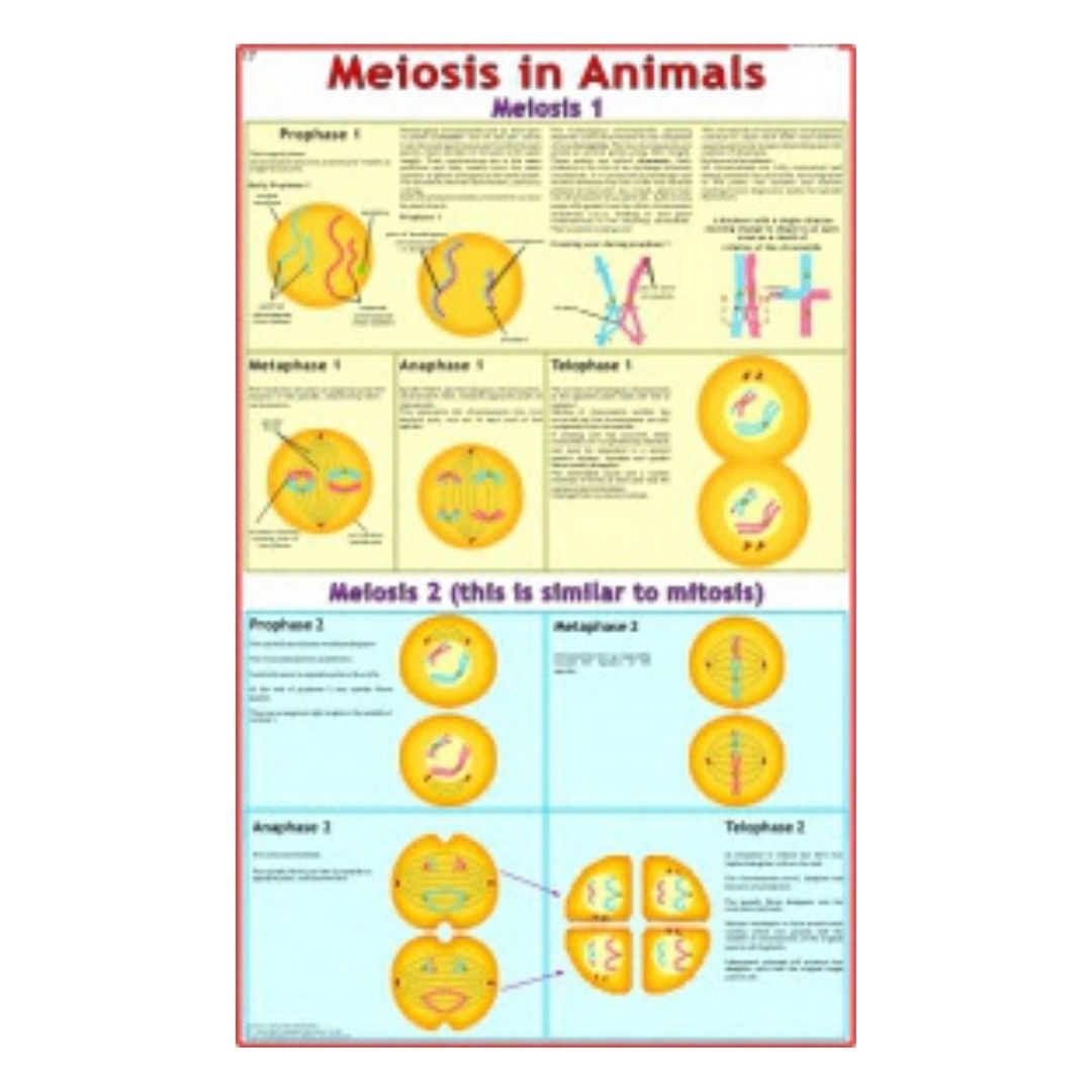 Meiosis in Animals Educational Chart – Laminated Paper (70 x 100 cm)