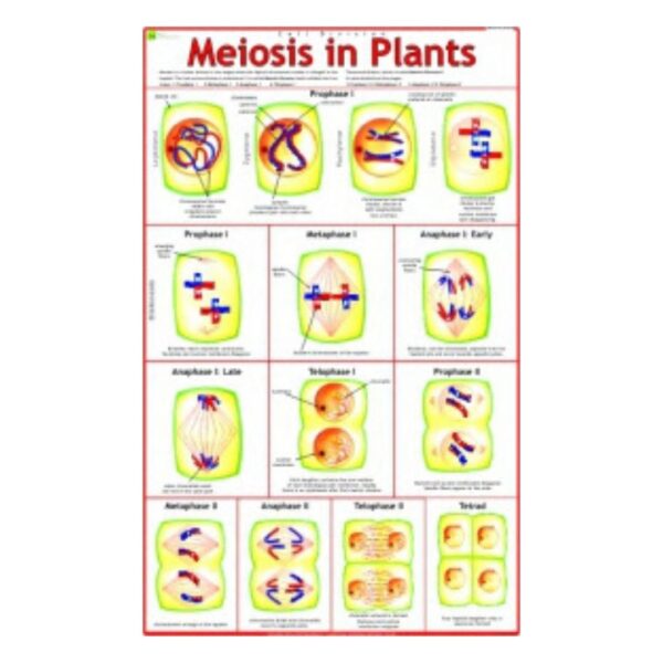 Meiosis in Plants - Science Educational Chart – Laminated Paper