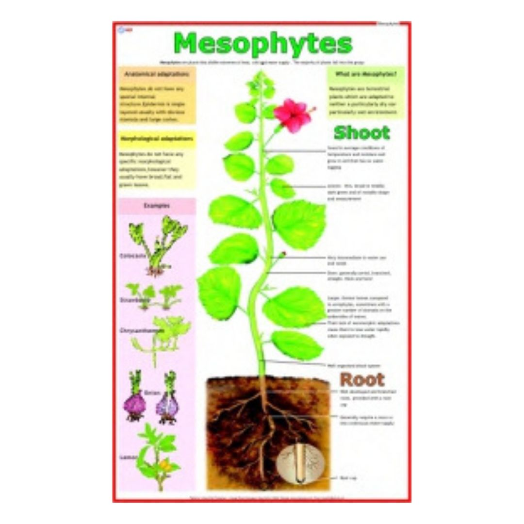 Mesophytes Educational Chart – Laminated Paper (70 x 100 cm)