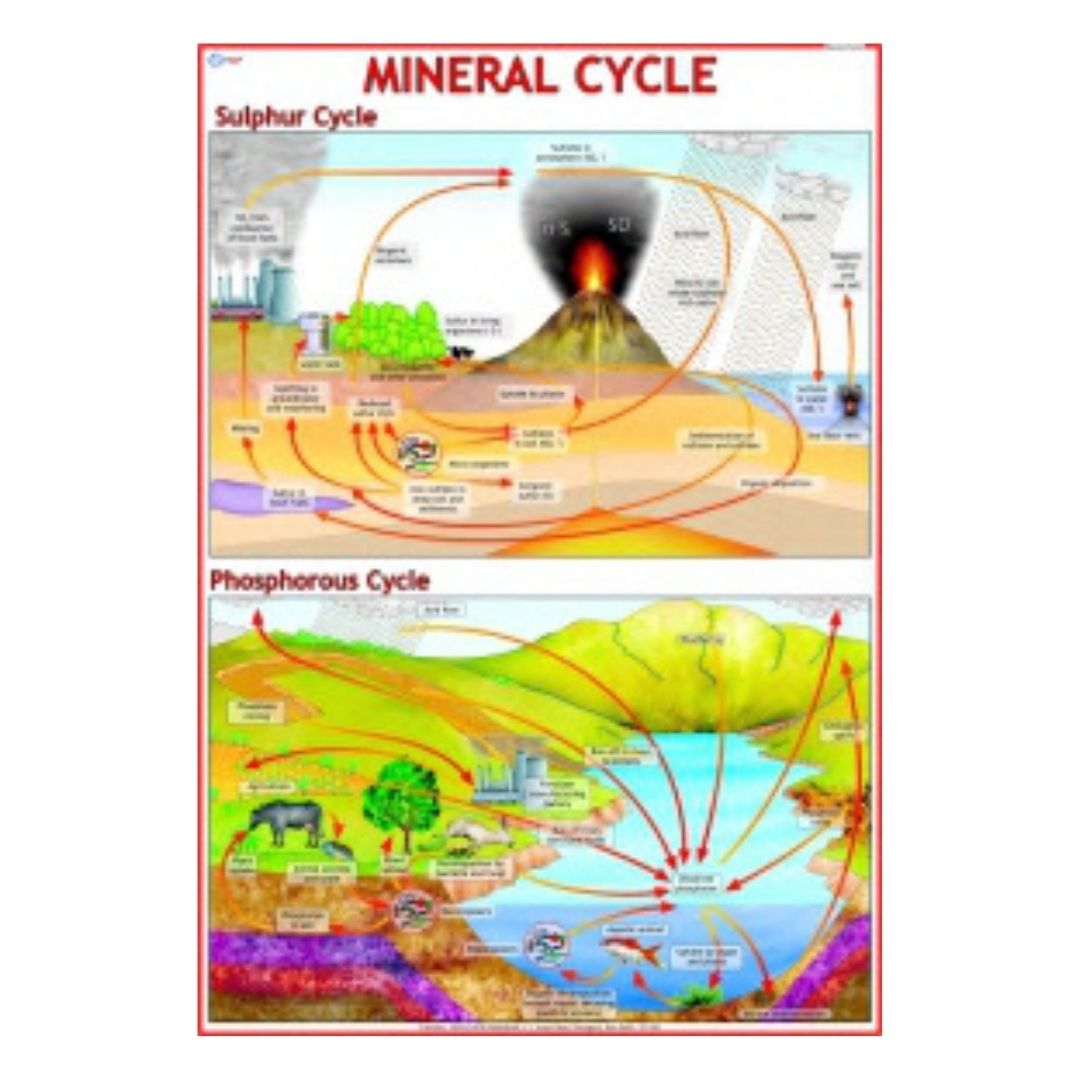 Mineral Cycle Educational Chart – Laminated Paper (70 x 100 cm)