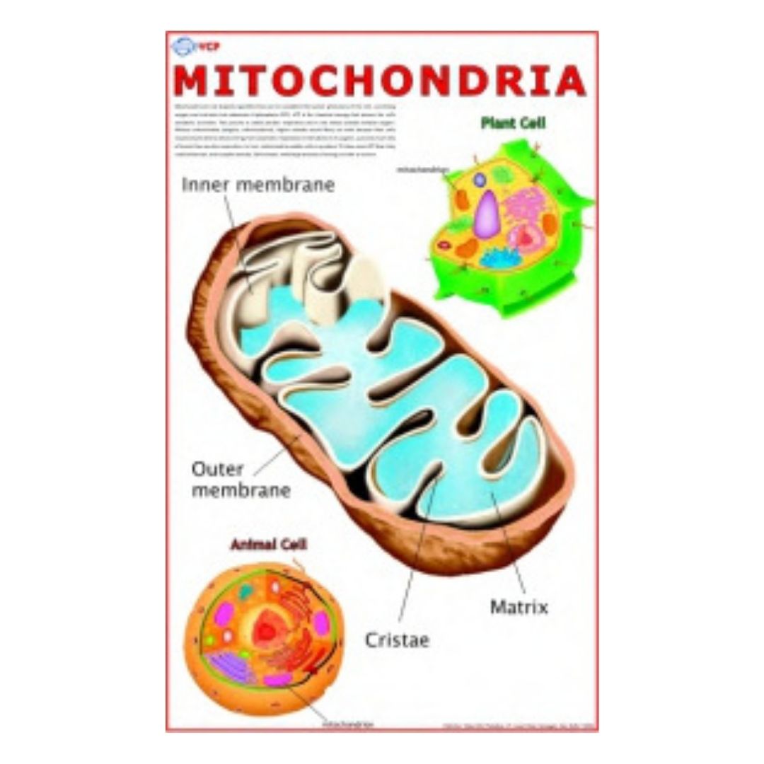 Mitochondria Educational Chart – Laminated Paper (70 x 100 cm)