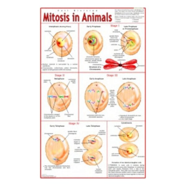Mitosis in Animals - Science Educational Chart – Laminated Paper