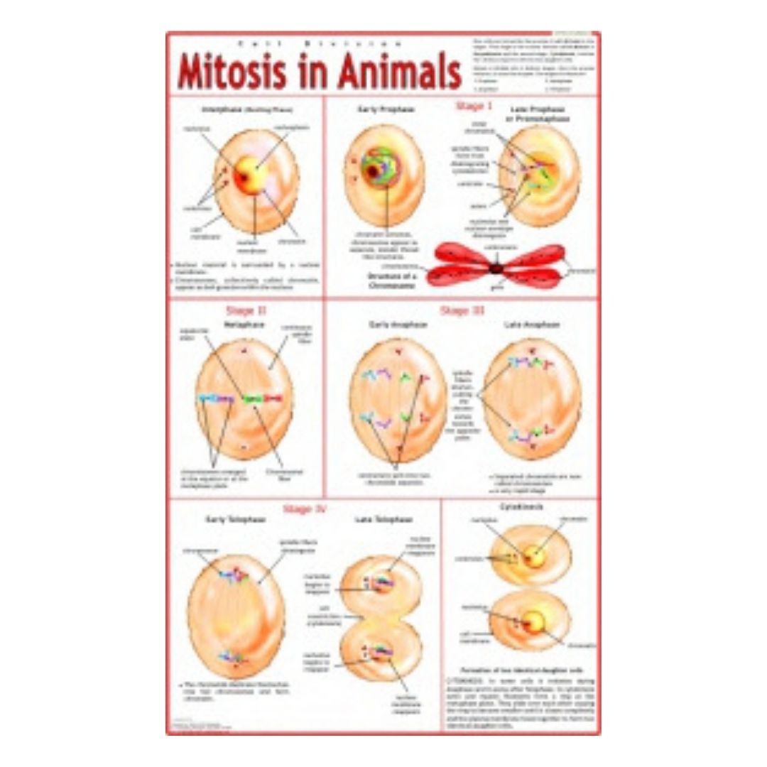 Mitosis in Animals Educational Chart – Laminated Paper (70 x 100 cm)