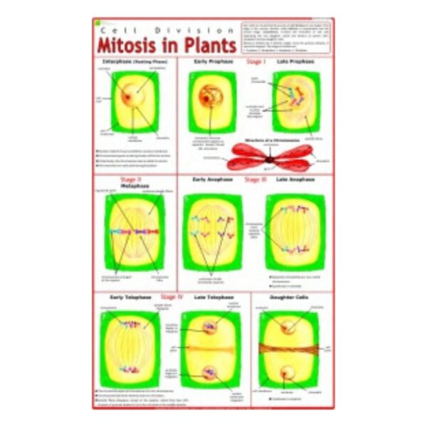 Mitosis in Plants - Science Educational Chart – Laminated Paper